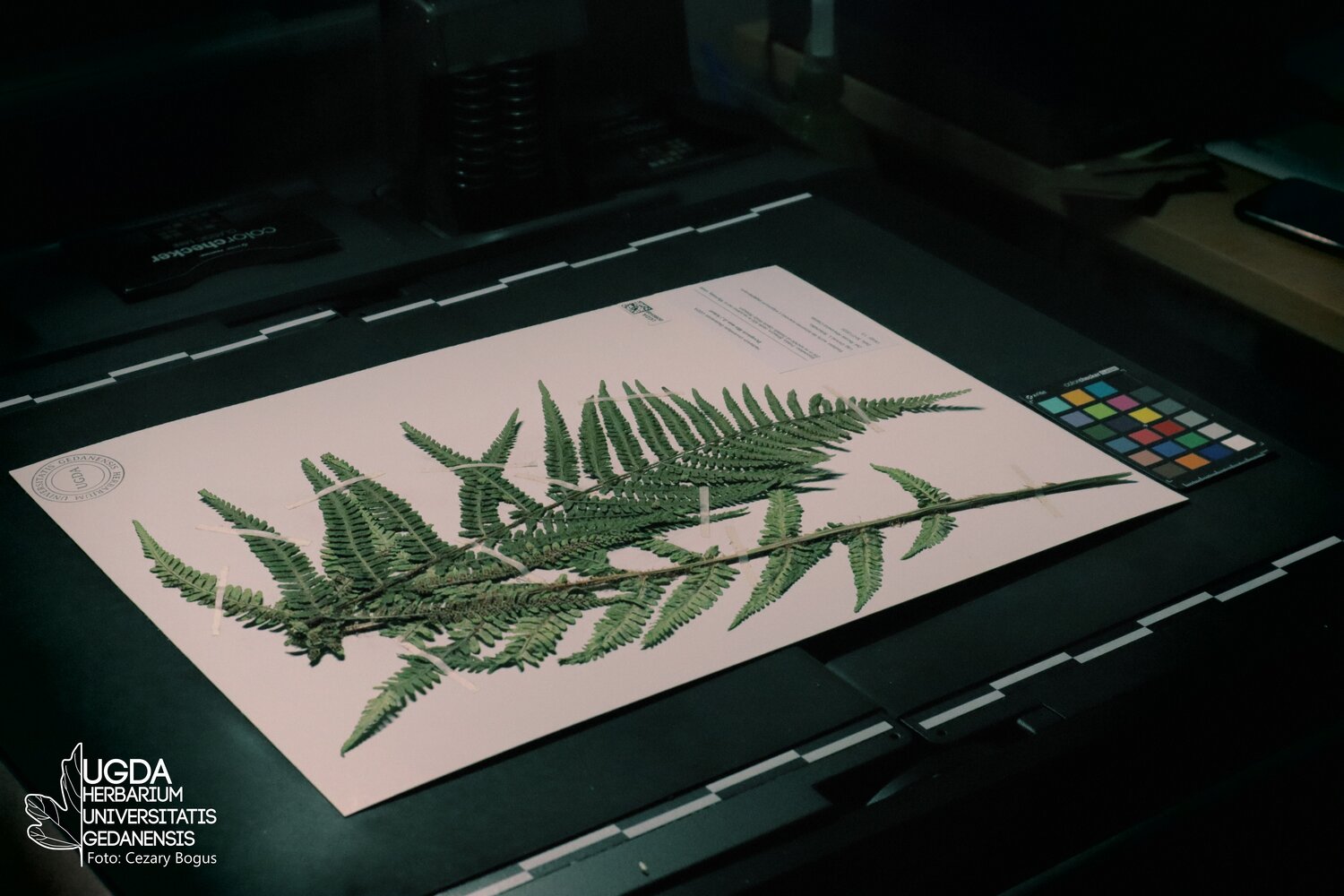 Herbarium, HPE